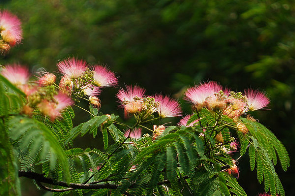 榕树开花季节图片