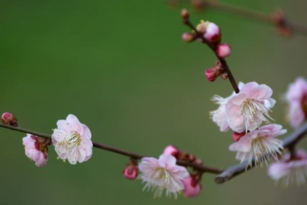 梅花和桃花的区别，花期/花色/花瓣/叶子不同