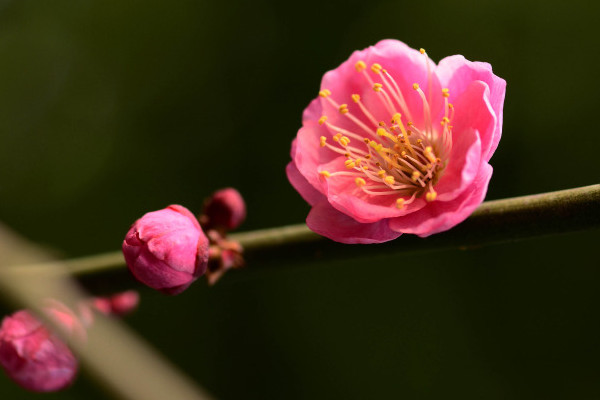 梅花和桃花的区别，花期/花色/花瓣/叶子不同