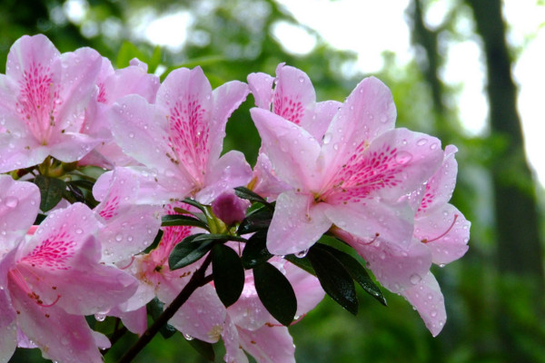 杜鹃花叶子发黑干枯怎么办，适当停止浇水遮蔽强光