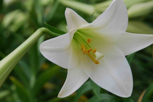 百合花放在卧室好吗，不好/花香过浓容易导致过敏