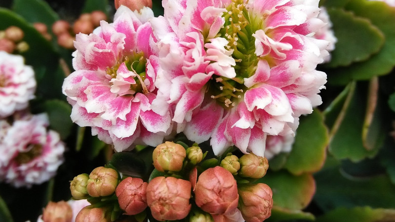 长寿花几月开花