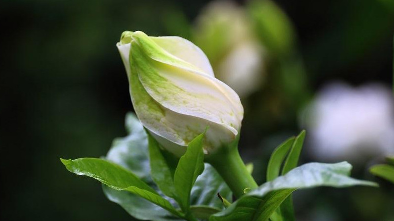 栀子花冬天会冻死吗