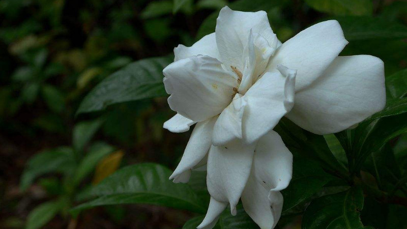 栀子花长花苞后怎样养护