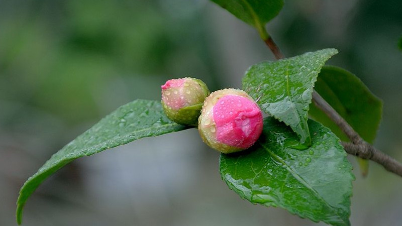 茶花春天好养活吗