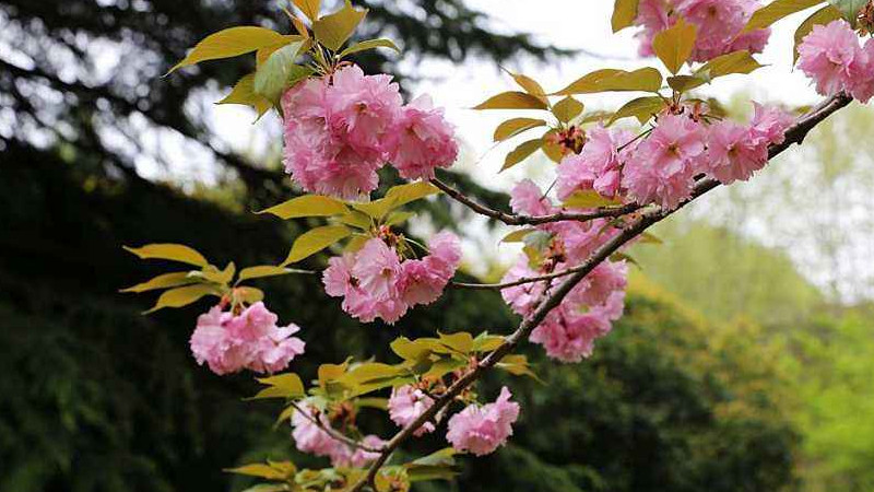 中国樱花开花时间