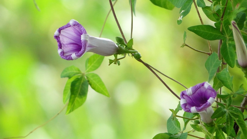 牵牛花不开花的原因 农村致富经