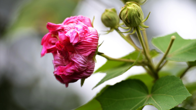 芙蓉花叶子干吧怎么回事