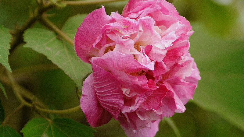 芙蓉花叶子干枯怎么办