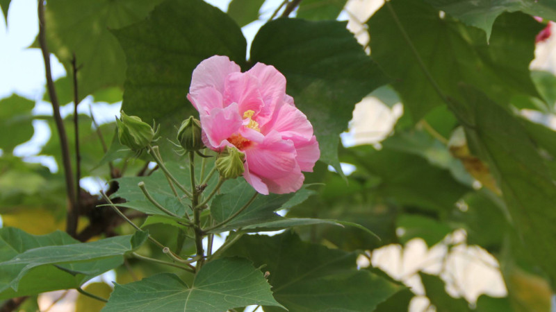 芙蓉花叶子卷边是什么原因