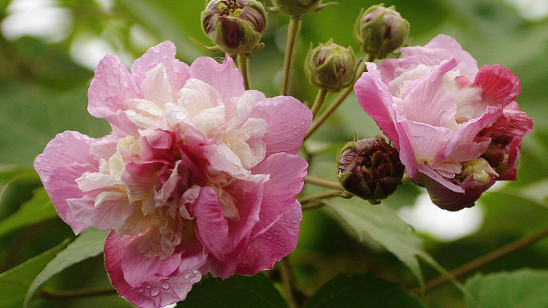 芙蓉花叶子长斑是怎么回事