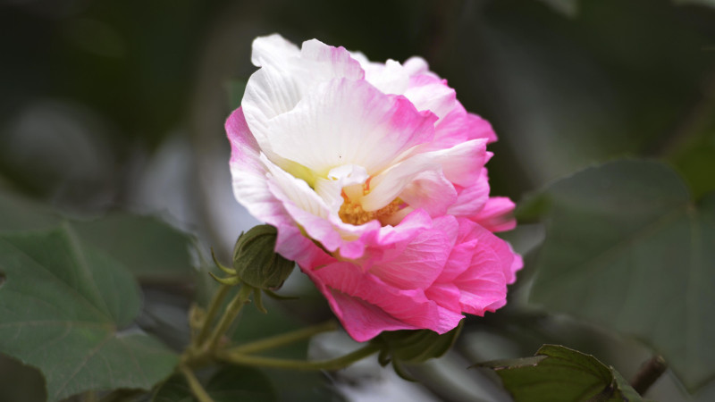 芙蓉花怎样培植幼苗