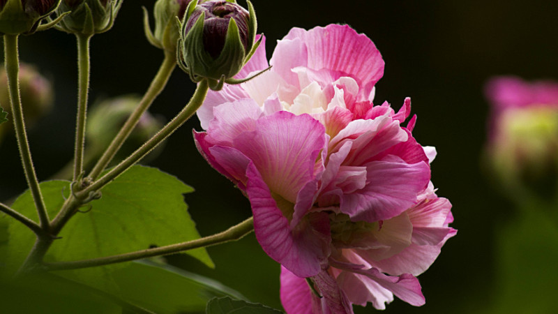 芙蓉花种子怎么种