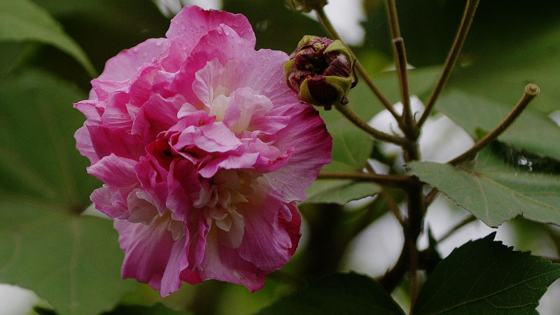 盆栽芙蓉花怎么修剪