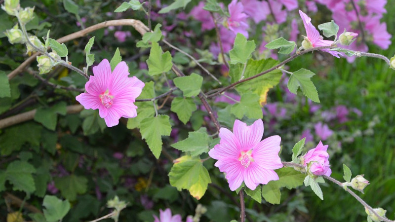 芙蓉花是什么季节开的