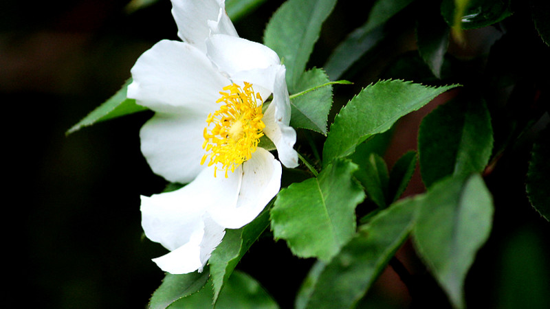 金樱子花开于什么季节