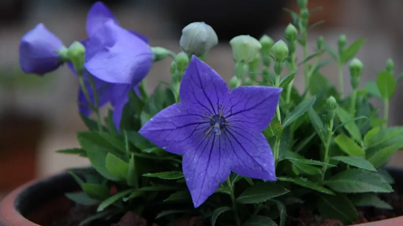 牵牛花发芽了怎么养