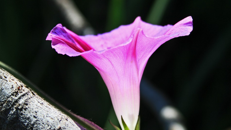 牵牛花盆栽怎么养