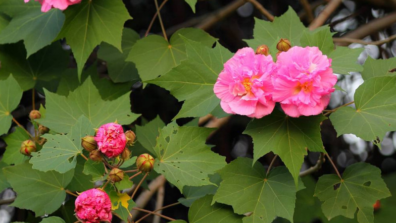 芙蓉花病虫害的防治