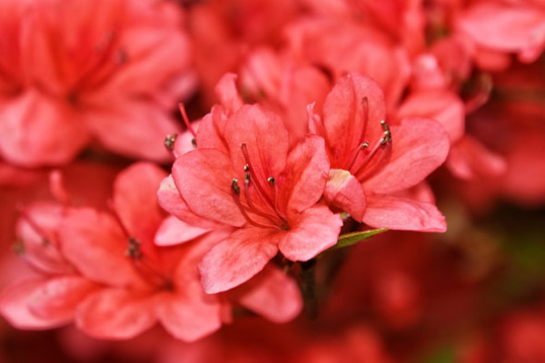 杜鹃花盆景冬天怎么过