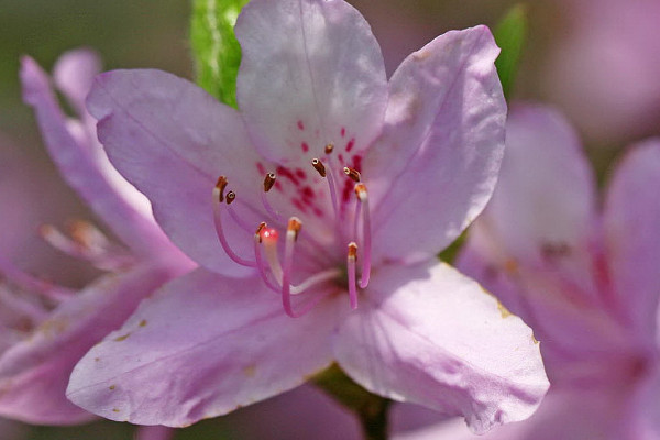 杜鹃花秋季开花期怎样养护