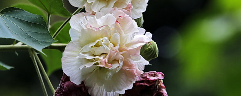 芙蓉花夏天的养殖方法