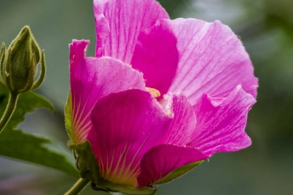 水培芙蓉花叶片几天换水的