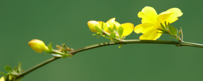 迎春花冬季能栽活吗