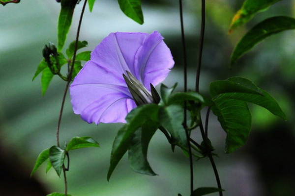 牵牛花秋天几天浇水一次