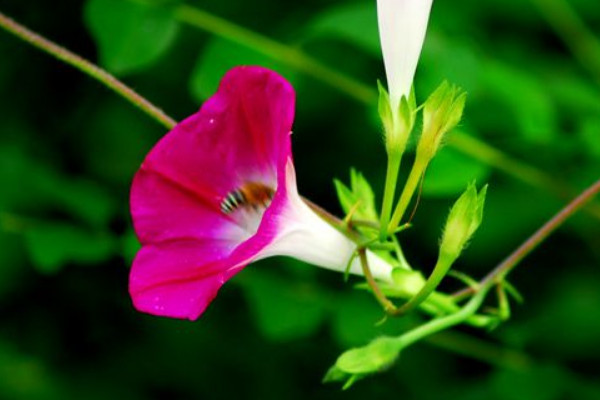 牵牛花夏天要不要施肥