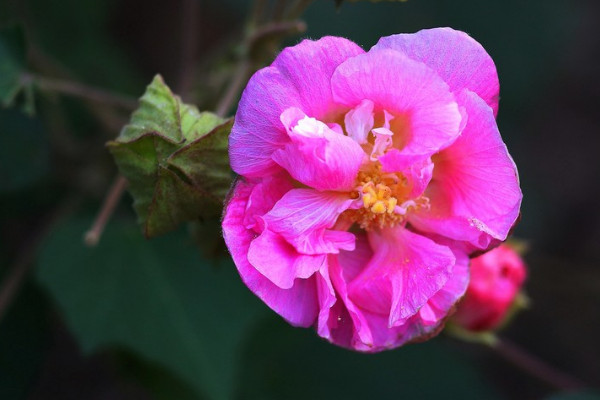 芙蓉花冬天需要剪枝吗