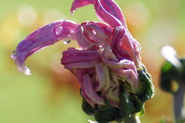 水养菊花几天换一次水