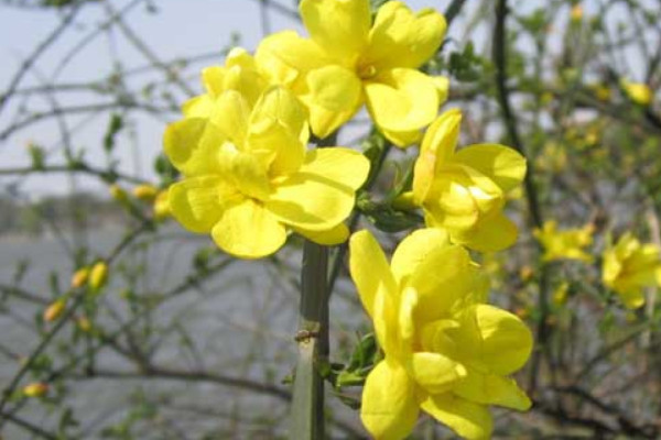 迎春花冬天怎么浇水