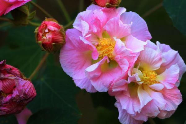 芙蓉花秋天上肥吗