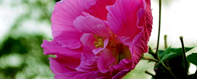 芙蓉花水生根怎么移栽盆里头