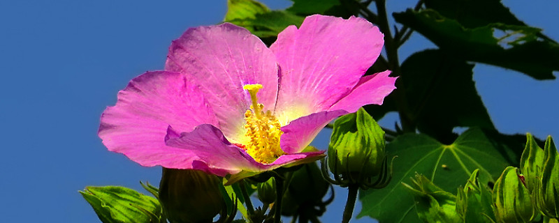 芙蓉花要是肥大了咋办