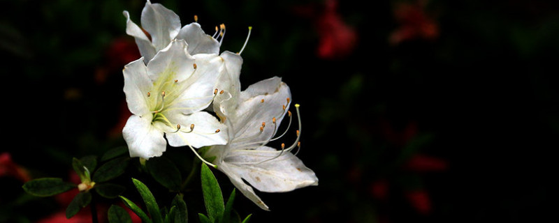 杜鹃花怎么开花快