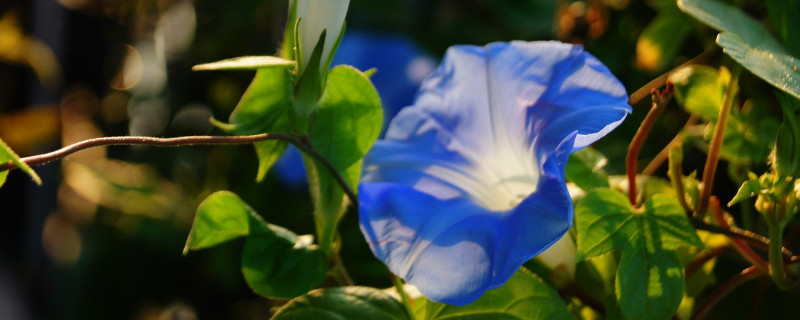 牵牛花为什么不能浇很多水