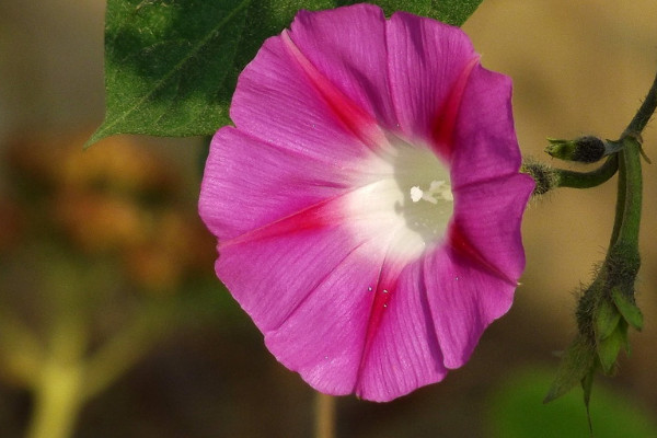 牵牛花又叫什么花