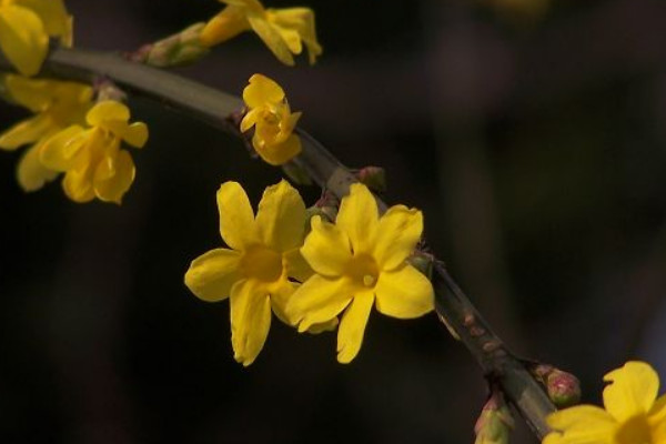 迎春花干了还会活吗