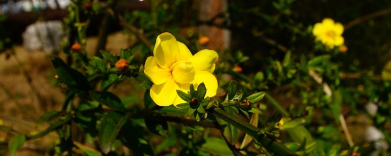 迎春花花瓣是什么形状