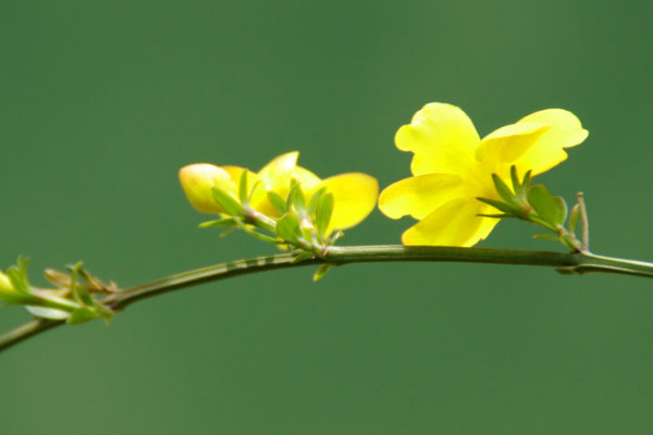 迎春花根会不会发芽