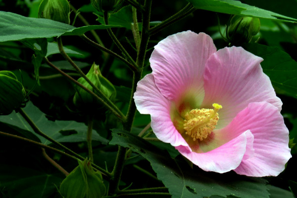 芙蓉花浇水怎么算浇透