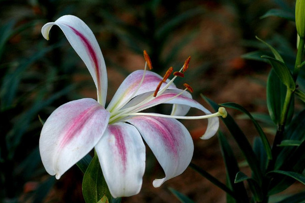 百合花苞掉了还会长吗