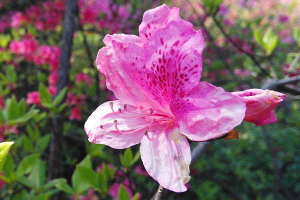 杜鹃花一般能长多高