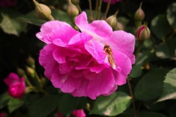 蔷薇花为什么是三种茎