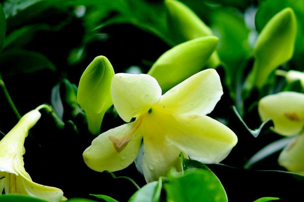 非洲茉莉什么时候开花