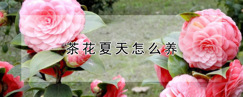 茶花夏天怎么养