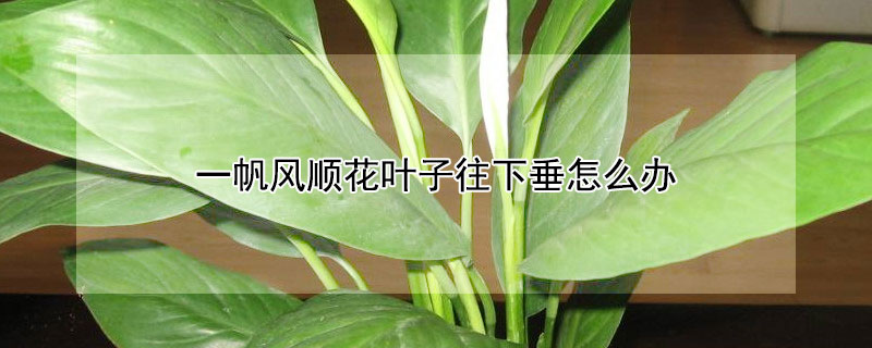 一帆风顺花叶子往下垂怎么办