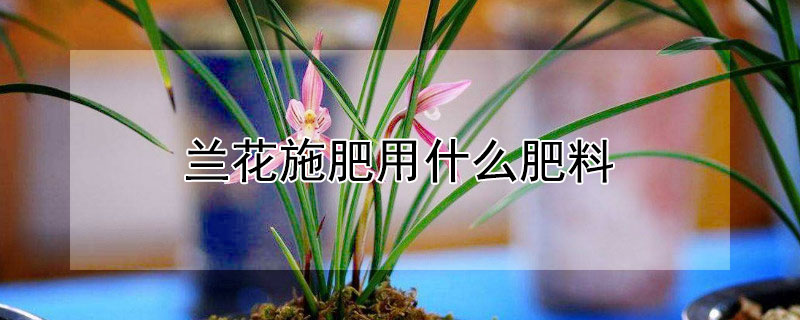 兰花施肥用什么肥料